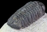 Bargain, Morocops Trilobite - Visible Eye Facets #119621-3